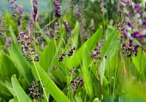 再力花是什么：竹芋科，多年生挺水草本