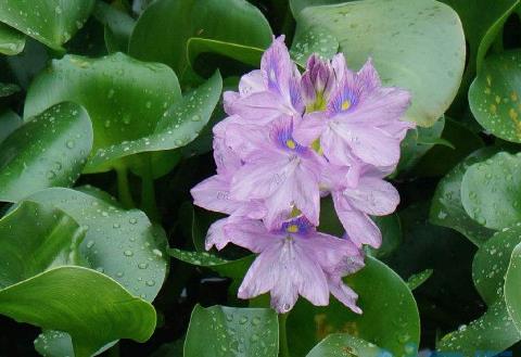 水葫芦可以做饲料吗