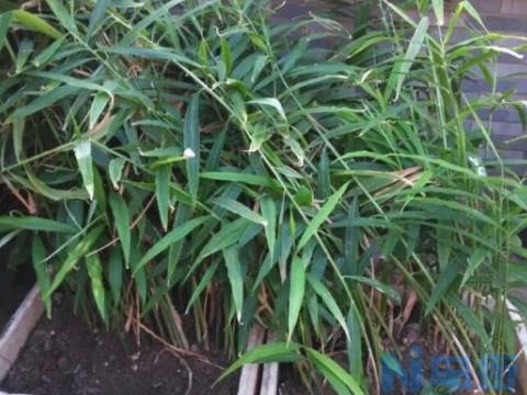 阳台怎样种植生姜：种植时间很重要