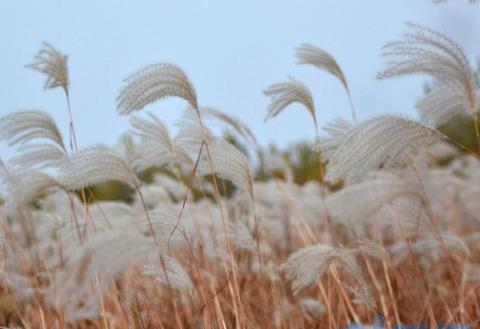 芦苇怎么除根