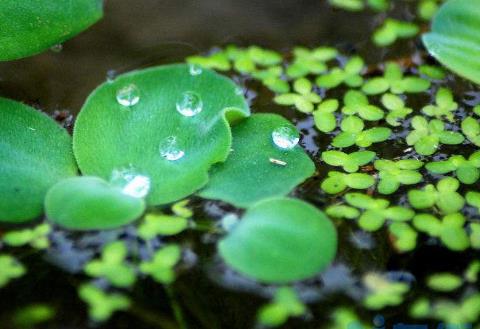 浮萍怎么清除