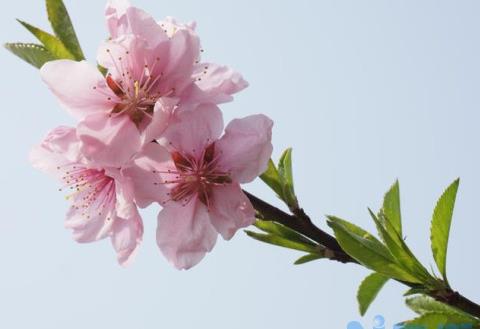 桃花是单性花还是双性花