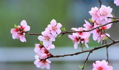 桃花适合在什么地方生长