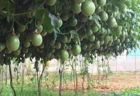 百香果开花到结果成熟需要多长时间