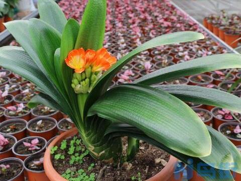 草本植物大全：一年生或多年生草本植物赏析