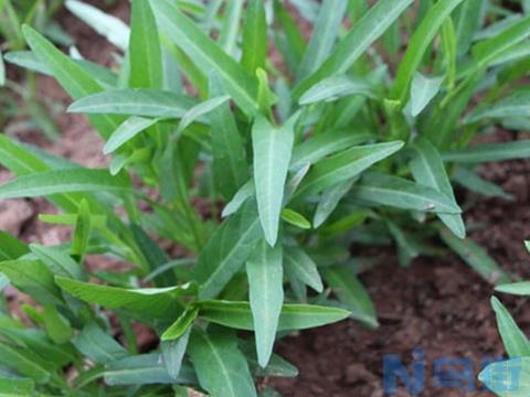 蕹菜病虫害防治：根据病虫害发生特点，对症下药