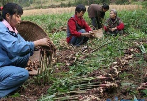 生姜种植风险有哪些，气候温差变化产量下降