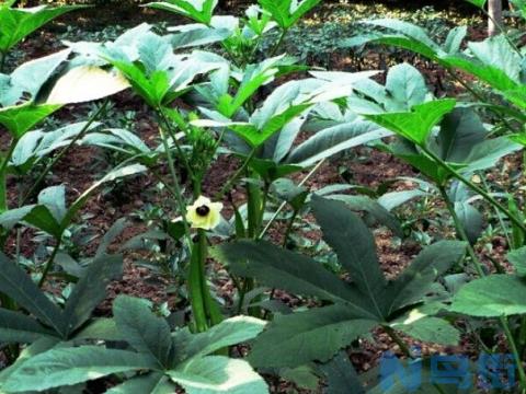 秋葵什么时候种植：多在3～4月春播