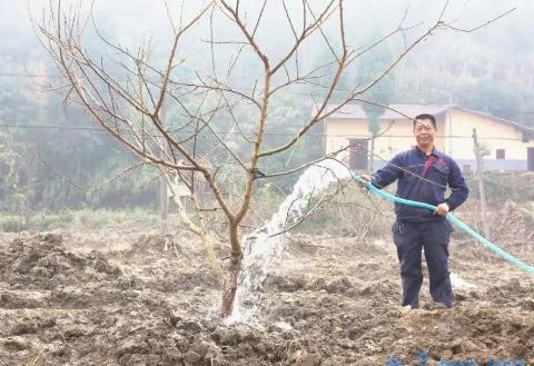 桃花多久浇一次水