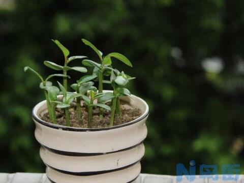 鸡蛋花盆栽怎么养，手把手教你养殖鸡蛋花盆栽