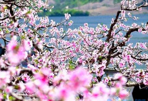 桃花适合在什么地方生长