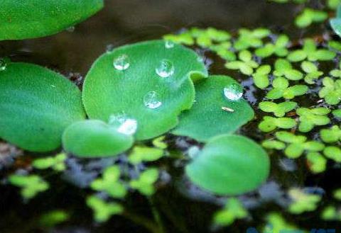 浮萍可以种在水下吗