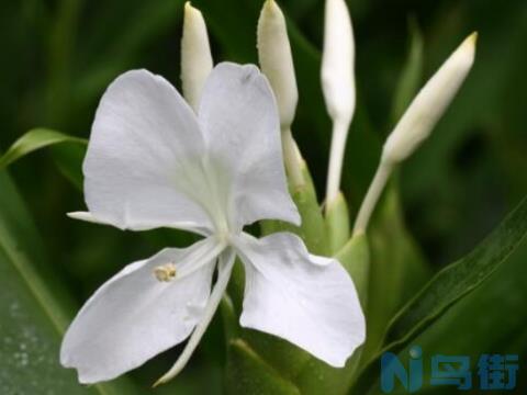 生姜会开花吗？条件适宜情况下会开花/十分罕见