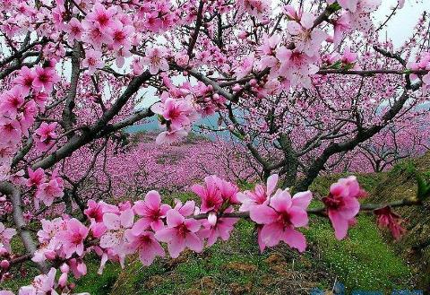 桃花适合在什么地方生长