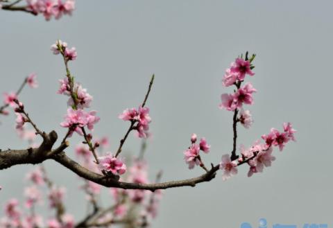 桃花种植技术与管理