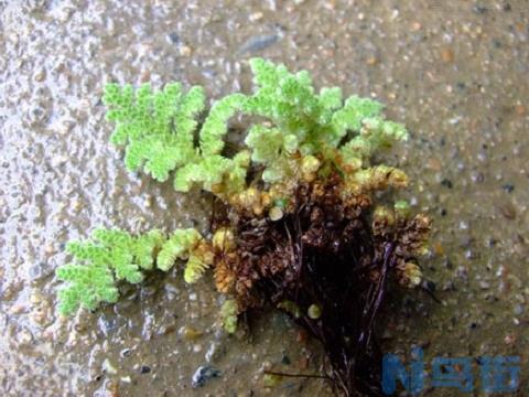 满江红是什么植物：满景红是一年生草本蕨类植物