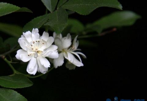 木香花怎么施肥，幼期追施基肥促进根系生长