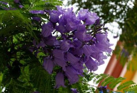 蓝花楹怎么种植长得快