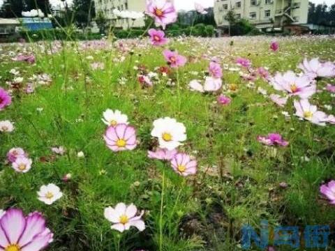 格桑花种子需要泡水吗，泡过水后可以防治苗期病害