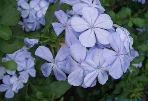 蓝雪花花苞什么样子