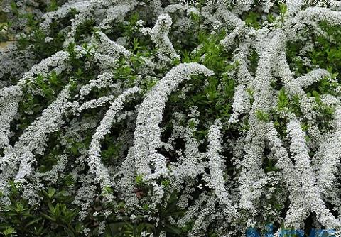 春日里的“飘雪”——喷雪花