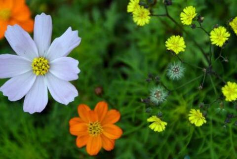 格桑花怎么摘心，格桑花摘心方法