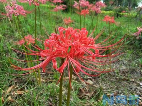 彼岸花碰到血会怎样，彼岸花为什么不能养