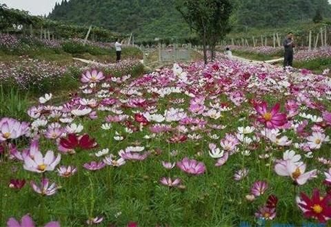 格桑花的种植方法，种子消毒浸泡配土盆栽