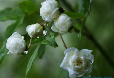 木香花怎么施肥，幼期追施基肥促进根系生长