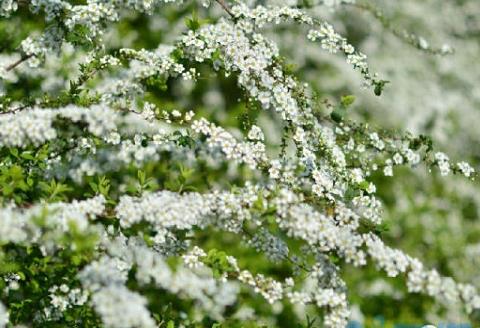 春日里的“白雪公主”——喷雪花