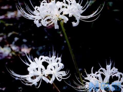 彼岸花碰到血会怎样，彼岸花为什么不能养