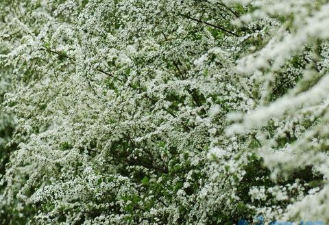 喷雪花的养殖方法