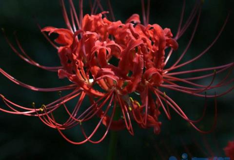 黑色彼岸花花语是什么