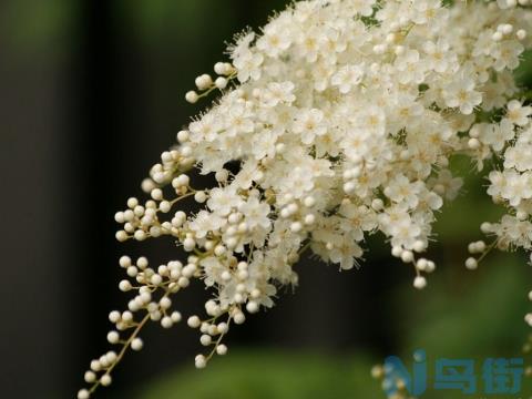 春日里的“飘雪”——喷雪花