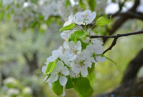 花期中的梨花