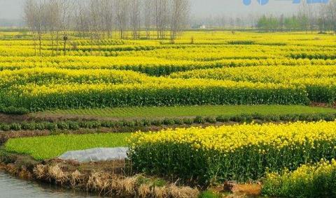 中国四大油菜花海在哪