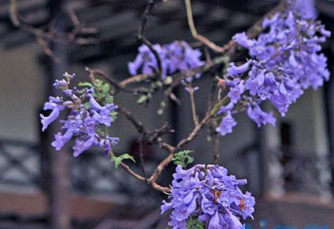 蓝花楹怎么种植长得快