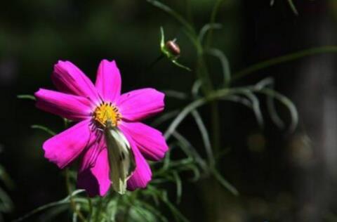 格桑花怎么摘心，格桑花摘心方法