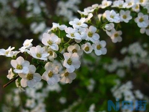 春日里的“飘雪”——喷雪花