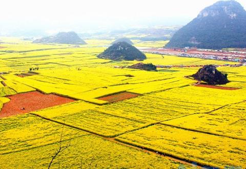 中国四大油菜花海在哪