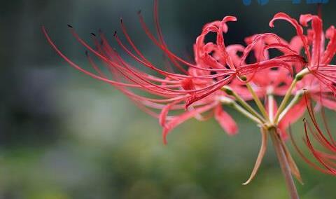 彼岸花怎么种植方法