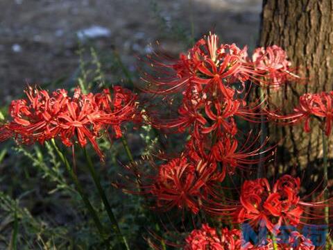 养彼岸花有什么禁忌吗，彼岸花有毒还被称为死亡之花