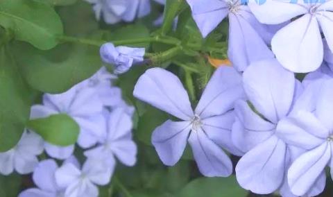 蓝雪花的养殖方法和花期