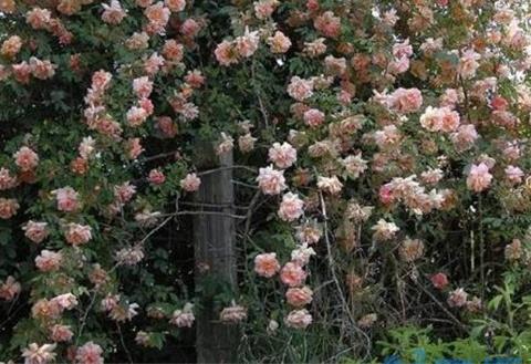 木香花的缺点，害怕土壤潮湿使其烂根