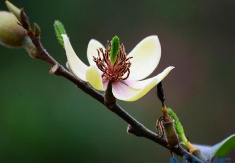 香若幽兰——含笑花