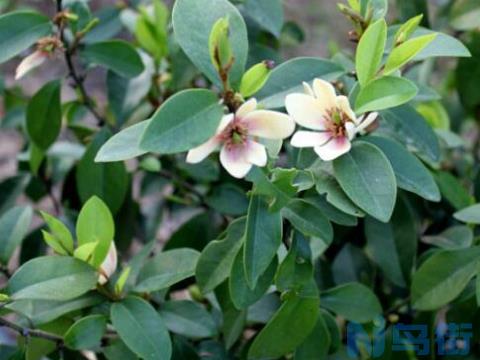 含笑花不开花怎么办，五个步骤教你轻松解决