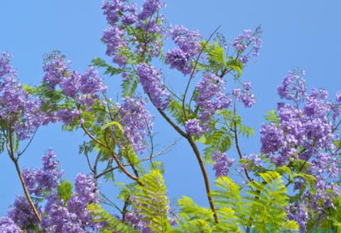 蓝花楹怎么不开花