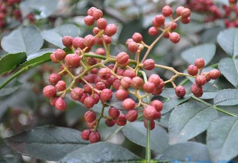 花椒什么时候种：播种分春播和秋播；秋季在土壤封冻前播种；春播时间在“春分”前后