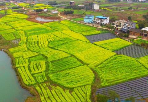 中国四大油菜花海在哪