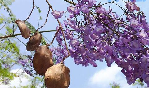 蓝花楹怎么种植